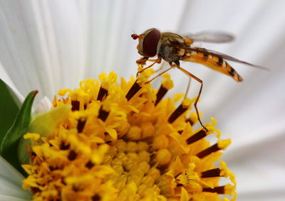 Close-up of bee pollinating on yellow flower