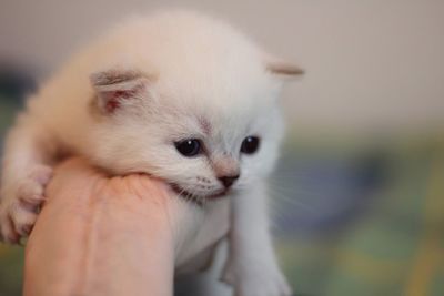 Close-up of a british longhaired kitten 