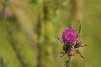 Close-up of pink pollinating on purple flowering plant