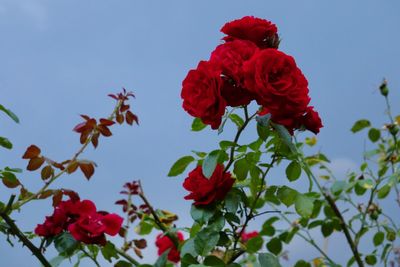 Low angle view of red rose against sky