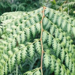 Close-up of leaves