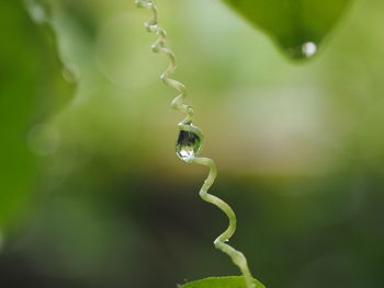 Close-up of dew drop on leaf