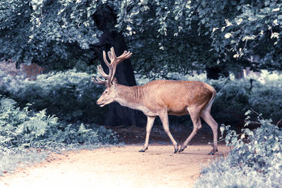 Side view of deer