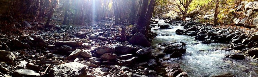 Stream passing through forest