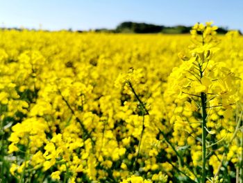 Scenic view of oilseed rape field