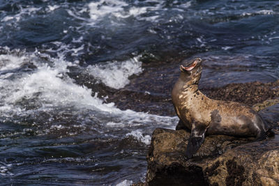 High angle view of seal with mouth open on rocky shore