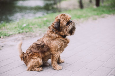 Dog sitting on footpath