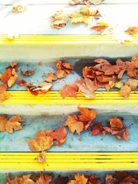 Autumn leaves on wall