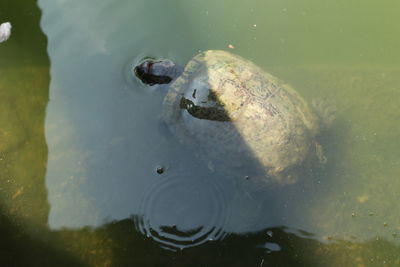 High angle view of duck swimming in lake