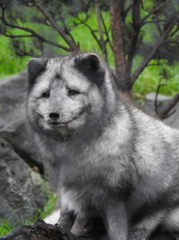 Portrait of dog on field