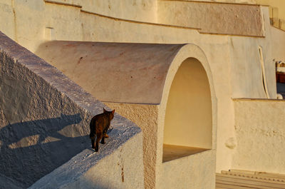 A cat strolling on an illuminated wall in fira