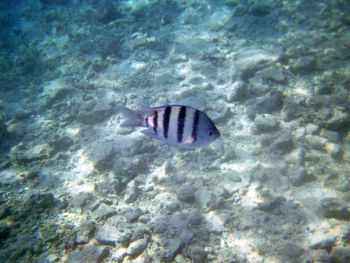Close-up of fish swimming in sea