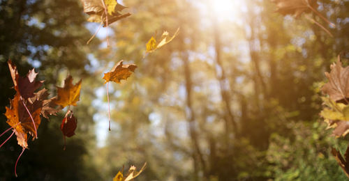 Low angle view of maple leaves on tree during autumn