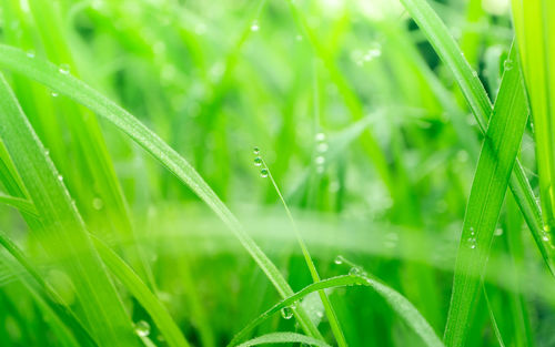 Close-up of wet grass during rainy season