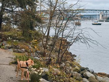 View of an animal on rock by river