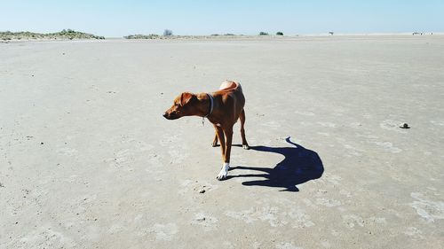 Dog at beach against sky