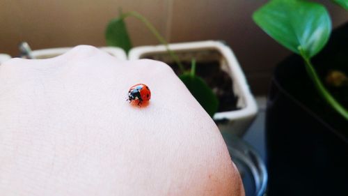 Close-up of ladybug on hand