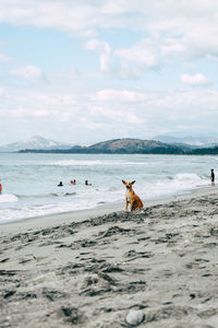 View of dog on beach against sky