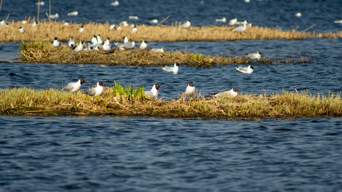 Flock of birds in sea