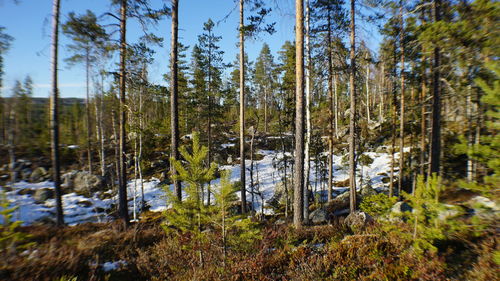 Panoramic view of forest