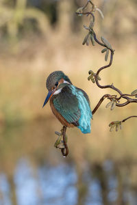 Close-up of bird perching on branch