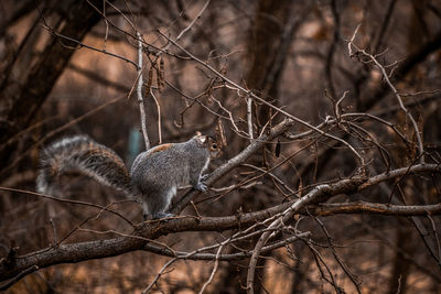 View of a lizard on branch