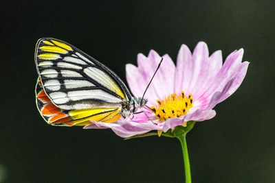 Close-up of butterfly pollinating on flower