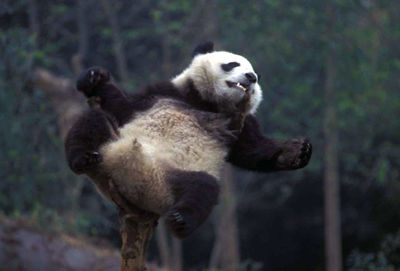 Panda on wooden post in forest