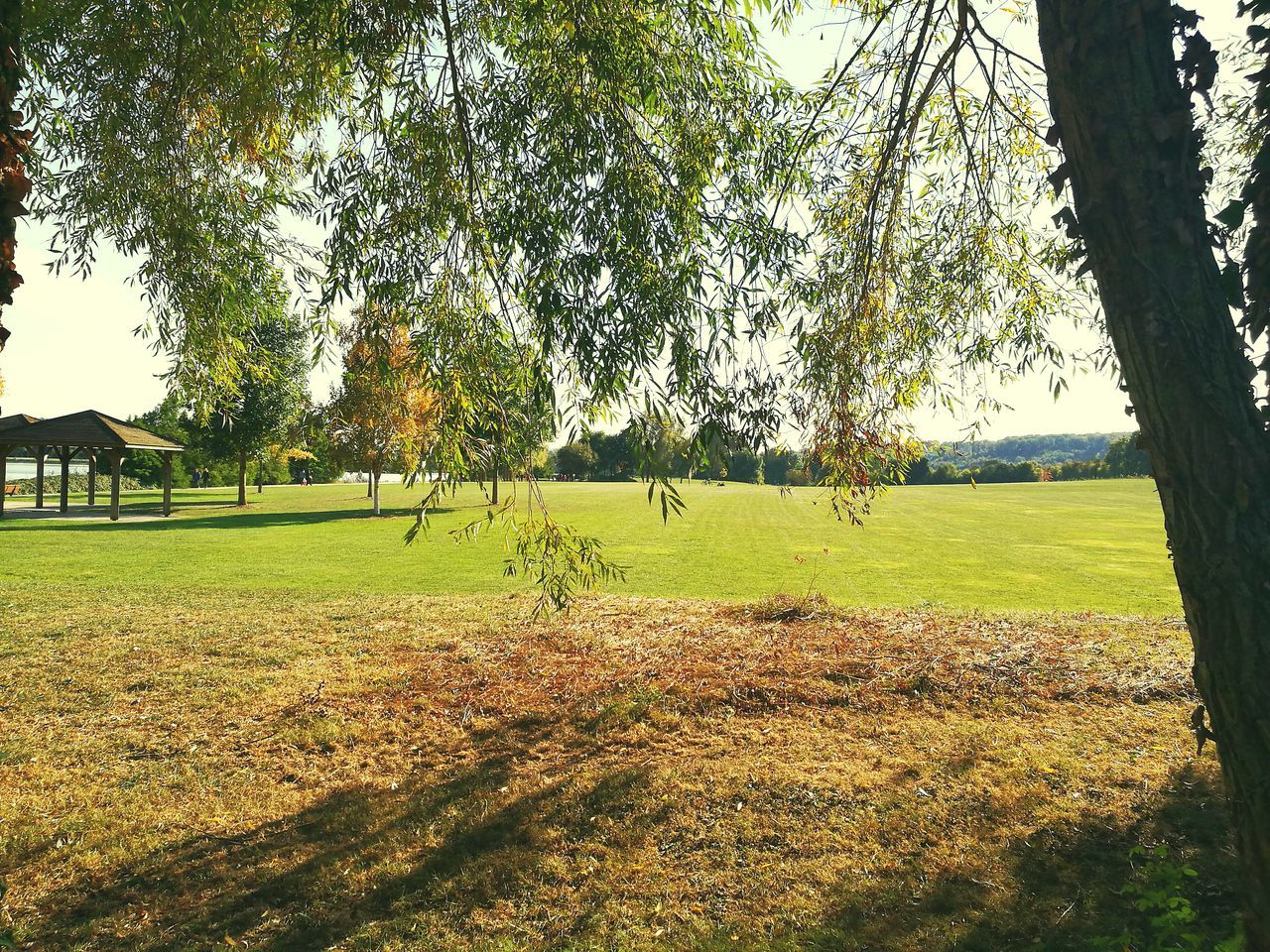 VIEW OF TREES ON GRASSY FIELD