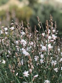 Close-up of flowering plants on field