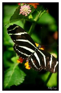 Close-up of butterfly on flower