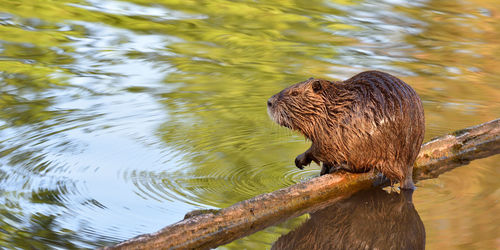 Wet nutria siting over lake