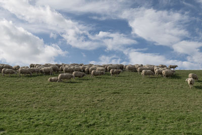 Sheep on a dyke on green grass