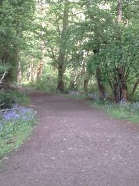 Walkway amidst trees on road