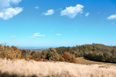 Scenic view of trees on field against sky