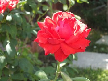 Close-up of red flower blooming outdoors