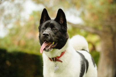 Close-up of japanese akita standing outdoors