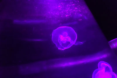 Close-up of jellyfish swimming in aquarium