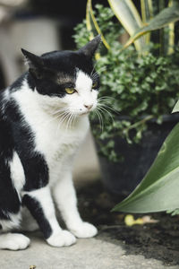 Close-up of a cat looking away