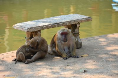 Close-up of monkeys in monkey cave, chiang rai, thailand