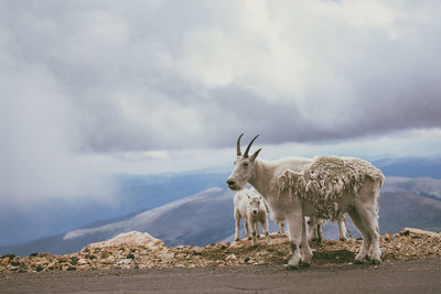 View of giraffe on land against sky