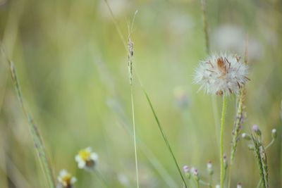 Close-up of dandelion on plant