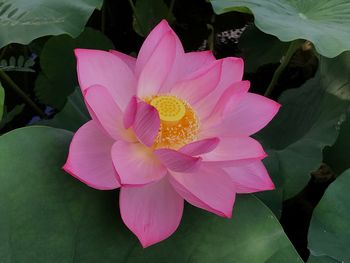 Close-up of lotus water lily in lake