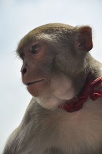 Close-up portrait of a dog