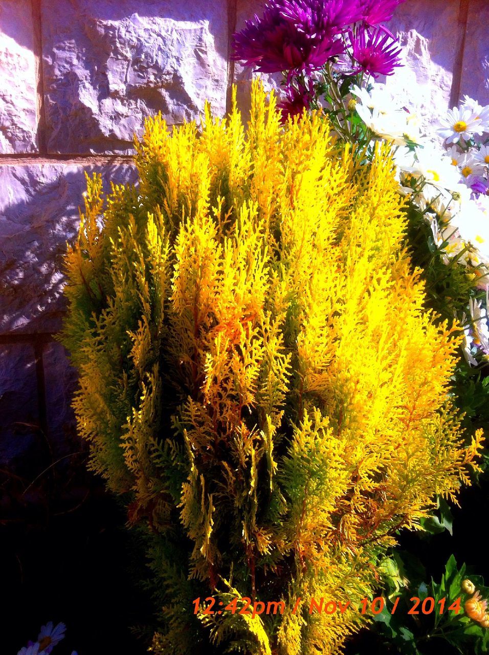 flower, growth, plant, fragility, freshness, beauty in nature, nature, yellow, petal, blooming, leaf, in bloom, growing, close-up, sunlight, no people, day, wall - building feature, outdoors, botany