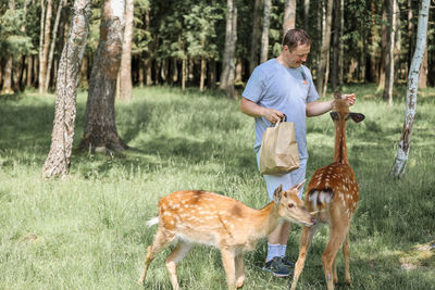 A man feeding cute spotted deer bambi at contact zoo. happy traveler man enjoys socializing