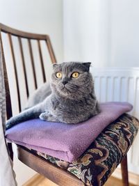 Portrait of cat relaxing on chair