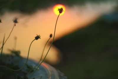 Close-up of plant against blurred background