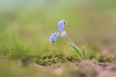 Close-up of purple flowering plant on field