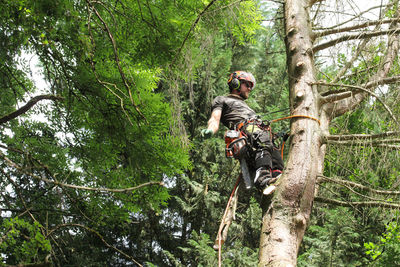 Full length of man climbing on tree in forest